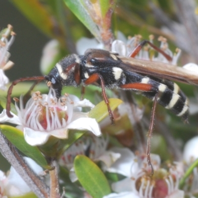 Hesthesis montana (A wasp mimic longhorn beetle) at Nimmo, NSW - 7 Feb 2021 by Harrisi