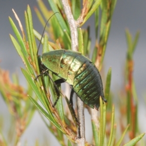 Polyzosteria viridissima at Kosciuszko National Park, NSW - 7 Feb 2021