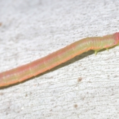 Lepidoptera unclassified IMMATURE moth at Kosciuszko National Park, NSW - 7 Feb 2021 by Harrisi