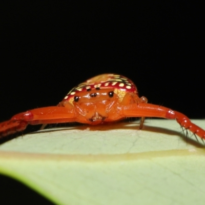 Arkys walckenaeri (Triangle spider) at Acton, ACT - 12 Feb 2021 by TimL