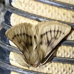 Pterolocera undescribed species (Unidentified Grass anthelid moth) at Pialligo, ACT - 13 Feb 2021 by FeralGhostbat