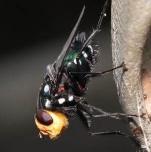 Rutilia (Ameniamima) argentifera at Watson, ACT - 12 Feb 2021