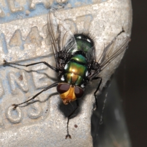 Rutilia (Ameniamima) argentifera at Watson, ACT - 12 Feb 2021