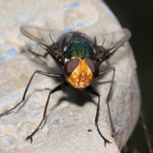 Rutilia (Ameniamima) argentifera at Watson, ACT - 12 Feb 2021