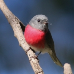 Petroica rosea (Rose Robin) at Splitters Creek, NSW - 19 Jun 2019 by KylieWaldon