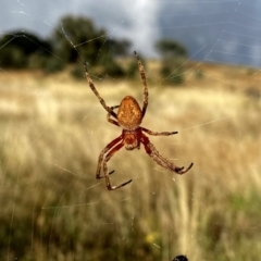 Araneinae (subfamily) (Orb weaver) at Googong, NSW - 13 Feb 2021 by Wandiyali