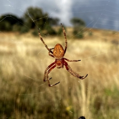 Araneinae (subfamily) (Orb weaver) at Googong, NSW - 12 Feb 2021 by Wandiyali