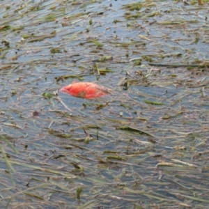 Carassius auratus at Gungahlin, ACT - 6 Feb 2021