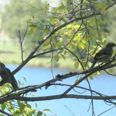 Sturnus vulgaris (Common Starling) at Amaroo, ACT - 11 Feb 2021 by TrishGungahlin