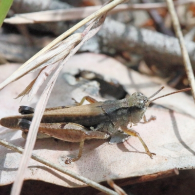 Phaulacridium vittatum (Wingless Grasshopper) at O'Connor, ACT - 9 Feb 2021 by ConBoekel