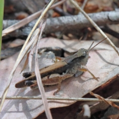 Phaulacridium vittatum at O'Connor, ACT - 9 Feb 2021 03:04 PM