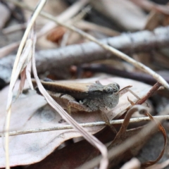 Phaulacridium vittatum at O'Connor, ACT - 9 Feb 2021 03:04 PM