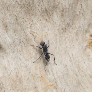 Fabriogenia sp. (genus) at O'Connor, ACT - 9 Feb 2021 03:07 PM