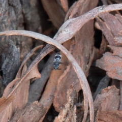 Odontomyrme sp. (genus) at Dryandra St Woodland - 9 Feb 2021 03:11 PM