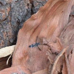 Odontomyrme sp. (genus) at Dryandra St Woodland - 9 Feb 2021