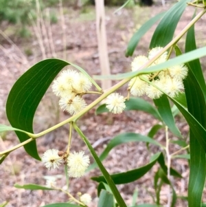 Acacia implexa at Bruce, ACT - 13 Feb 2021