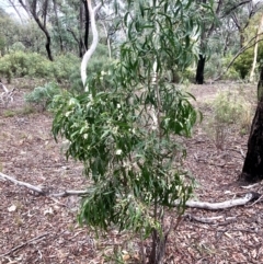 Acacia implexa at Bruce, ACT - 13 Feb 2021