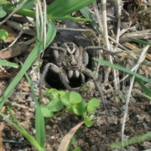 Venatrix sp. (genus) at Weston, ACT - suppressed