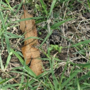 Venatrix sp. (genus) at Weston, ACT - suppressed