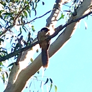 Eudynamys orientalis at Bruce, ACT - 11 Feb 2021