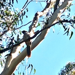 Eudynamys orientalis at Bruce, ACT - 11 Feb 2021