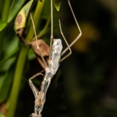 Mantodea (order) (Unidentified praying mantis) at Macgregor, ACT - 13 Feb 2021 by Roger