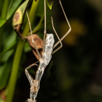 Mantodea (order) (Unidentified praying mantis) at Macgregor, ACT - 13 Feb 2021 by Roger