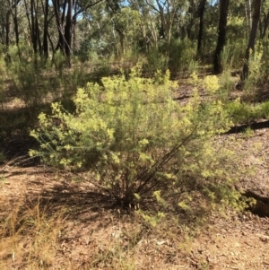 Cassinia quinquefaria at Bruce, ACT - 16 Jan 2021