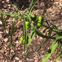 Solanum linearifolium (Kangaroo Apple) at Bruce, ACT - 21 Jan 2021 by goyenjudy