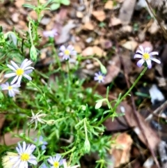 Vittadinia muelleri at Bruce, ACT - 13 Feb 2021