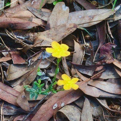 Hypericum gramineum (Small St Johns Wort) at Bruce, ACT - 12 Feb 2021 by goyenjudy