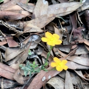 Hypericum gramineum at Bruce, ACT - 13 Feb 2021