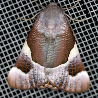 Niceteria macrocosma (Showy Geometrid) at O'Connor, ACT - 10 Feb 2021 by ibaird