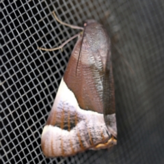 Niceteria macrocosma at O'Connor, ACT - 10 Feb 2021