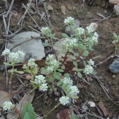 Poranthera microphylla (Small Poranthera) at Bungendore, NSW - 5 Jan 2021 by michaelb