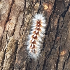 Anthela varia at Murrumbateman, NSW - 13 Feb 2021