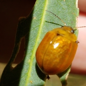 Paropsisterna cloelia at Murrumbateman, NSW - 13 Feb 2021