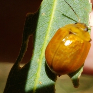 Paropsisterna cloelia at Murrumbateman, NSW - 13 Feb 2021