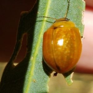 Paropsisterna cloelia at Murrumbateman, NSW - 13 Feb 2021