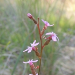 Stylidium graminifolium (Grass Triggerplant) at Bungendore, NSW - 5 Jan 2021 by michaelb