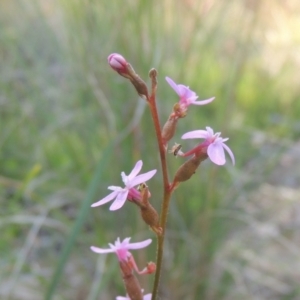 Stylidium graminifolium at Bungendore, NSW - 5 Jan 2021