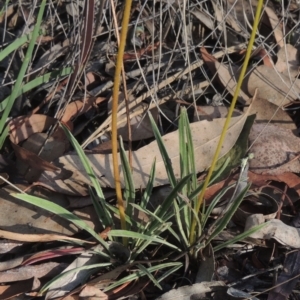 Stylidium graminifolium at Bungendore, NSW - 5 Jan 2021 07:23 PM