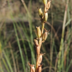 Stylidium graminifolium at Bungendore, NSW - 5 Jan 2021 07:23 PM