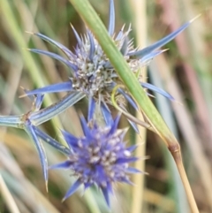 Eryngium ovinum at Murrumbateman, NSW - 13 Feb 2021