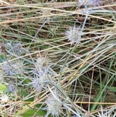 Eryngium ovinum at Murrumbateman, NSW - 13 Feb 2021