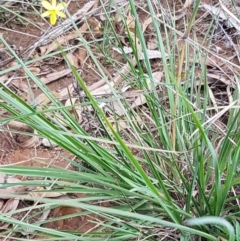 Tricoryne elatior at Murrumbateman, NSW - 13 Feb 2021