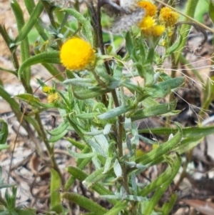 Chrysocephalum apiculatum at Murrumbateman, NSW - 13 Feb 2021