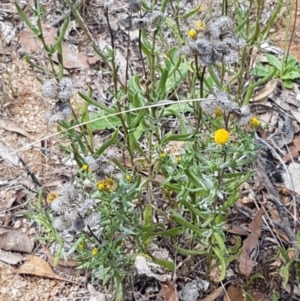 Chrysocephalum apiculatum at Murrumbateman, NSW - 13 Feb 2021