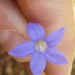 Wahlenbergia capillaris (Tufted Bluebell) at Murrumbateman, NSW - 13 Feb 2021 by tpreston