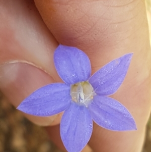 Wahlenbergia capillaris at Murrumbateman, NSW - 13 Feb 2021